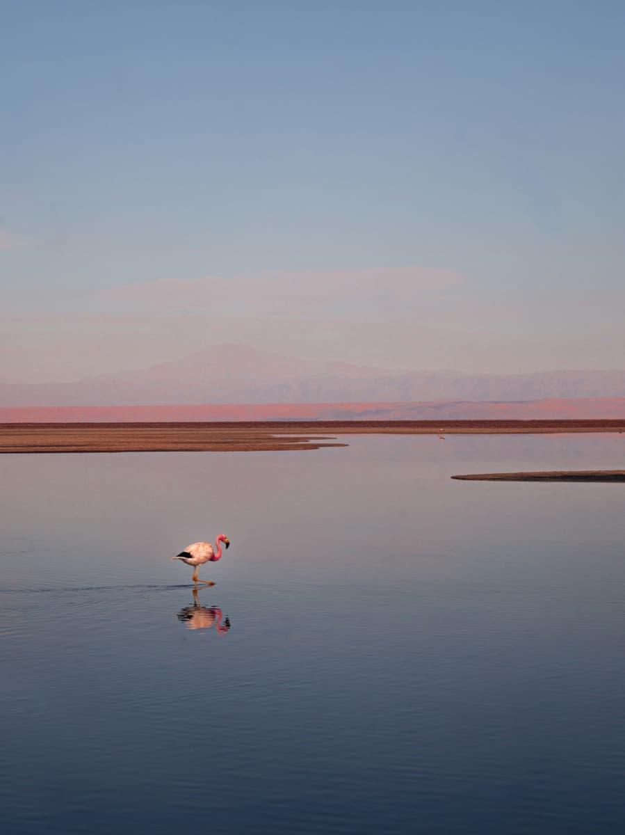 Flamingos at Laguna Chaxa in the Atacama Salt Flat