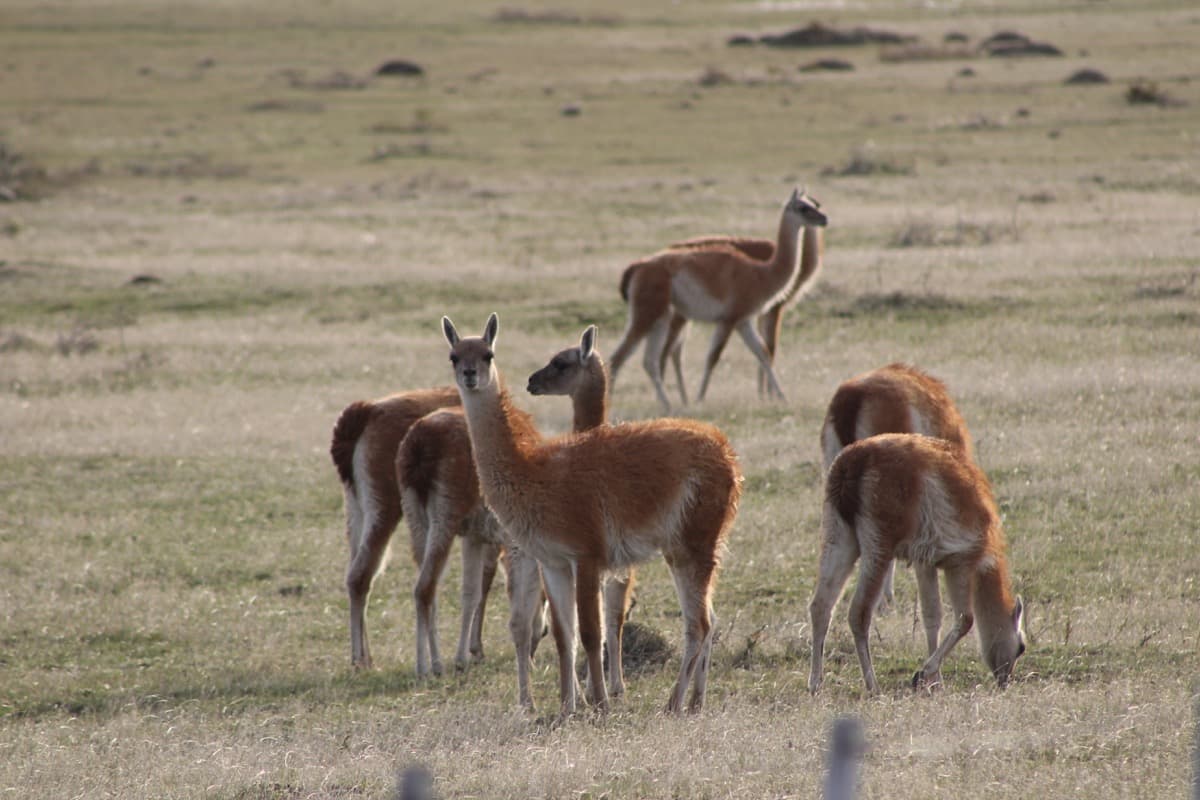 Guanaco in Patagonia