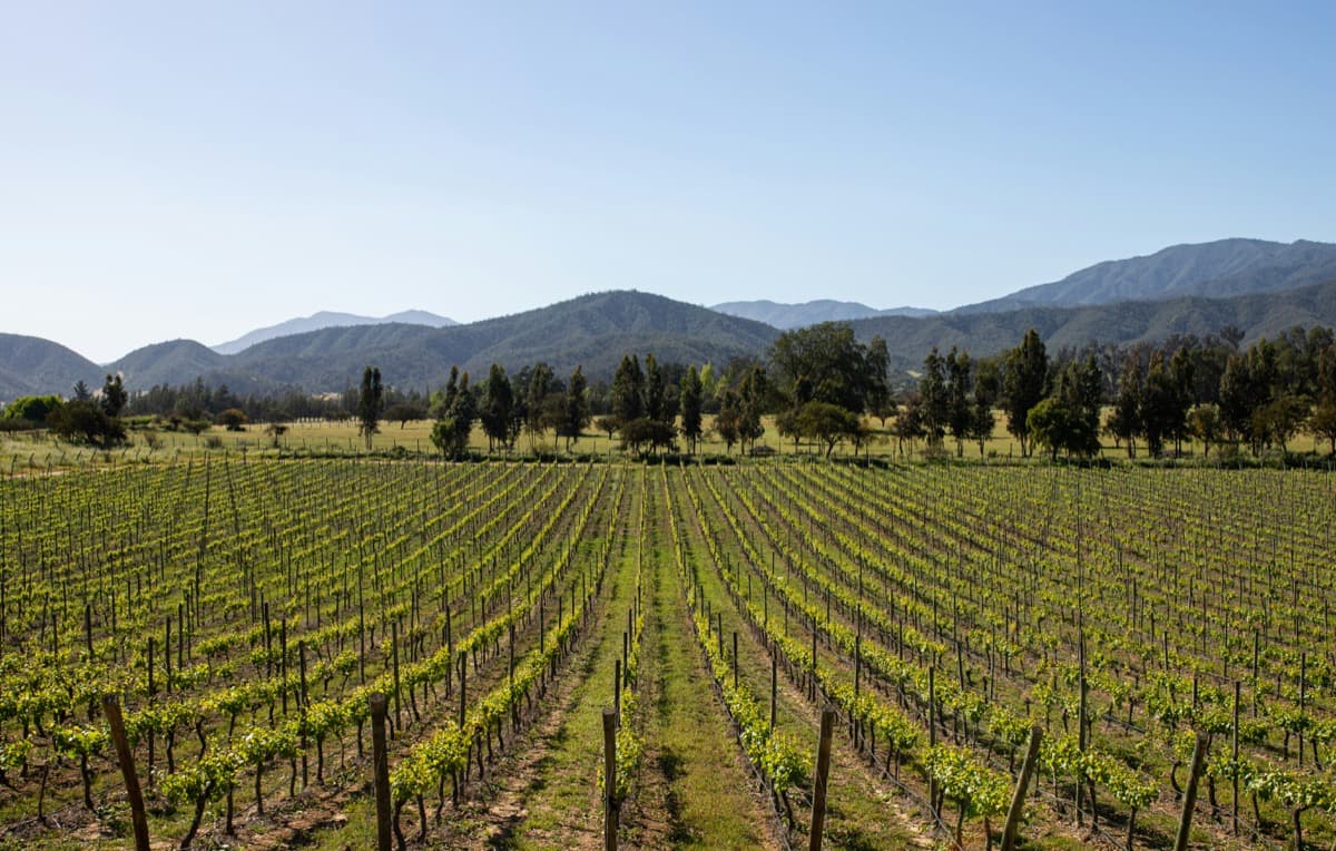 Vineyard near Santiago in Chile's wine country
